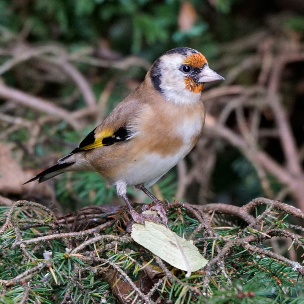 GOLDFINCH by markp