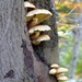 Fungi by cmp