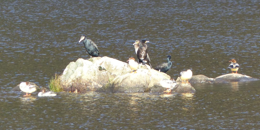 Cormorants and Goosanders  by susiemc