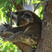 shady haven by koalagardens