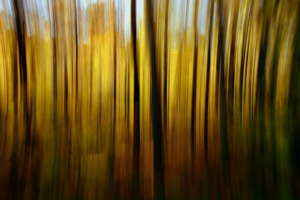 Autumn Yellow by jayberg