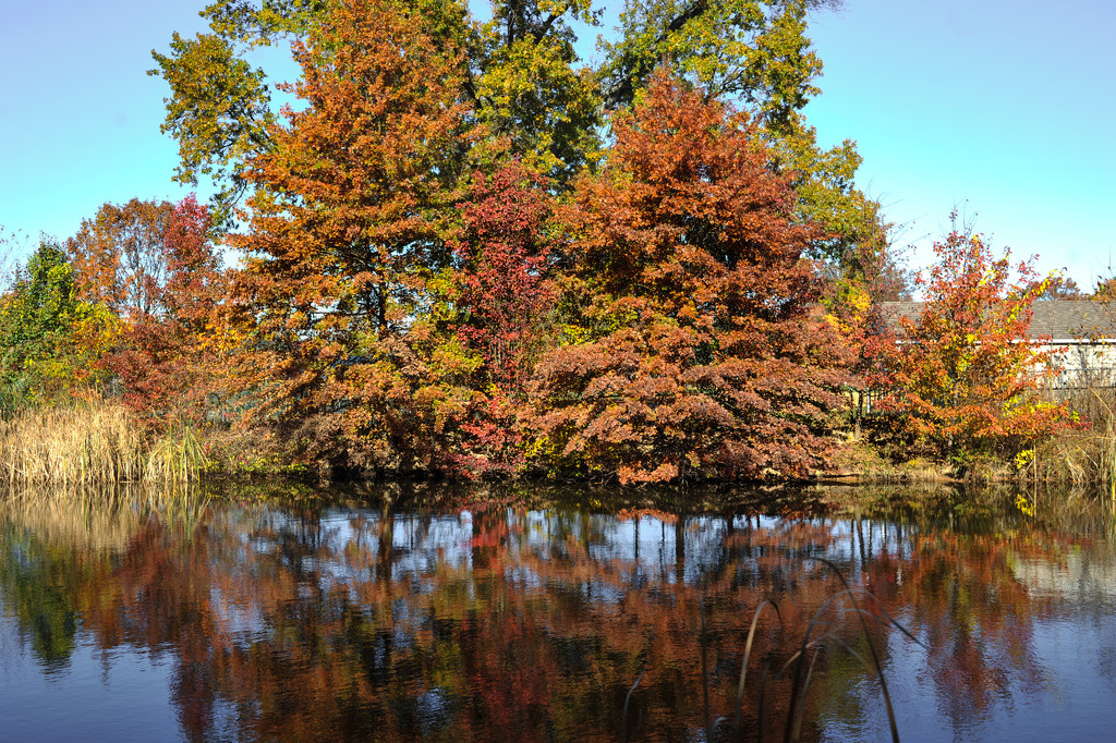 Autumn Pond by loweygrace