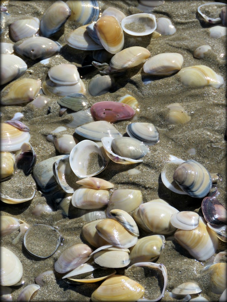 Cockles by cruiser