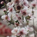 Manukau Flowers by Dawn