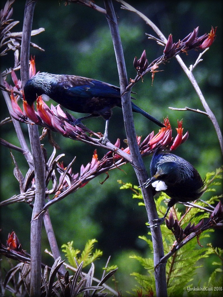 A Pair of Tui's by yorkshirekiwi