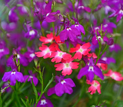 23rd Aug 2016 - Purple and Red flowers