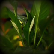 31st Oct 2016 - Peace Lily