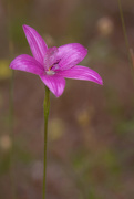 6th Nov 2016 - Pink Enamel Orchid