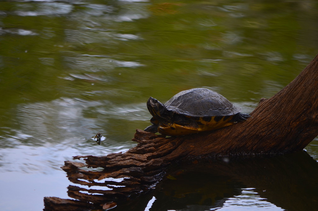 Turtle in repose, Charles Towne Landing State Historic Site, Charleston, SC by congaree