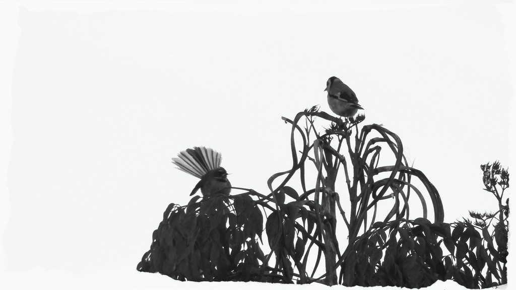 Fantail v Goldfinch by nickspicsnz