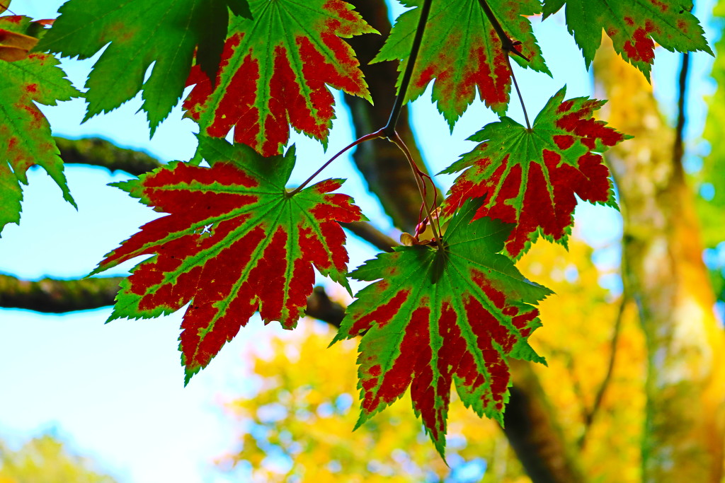 Autumn Colours by phil_sandford