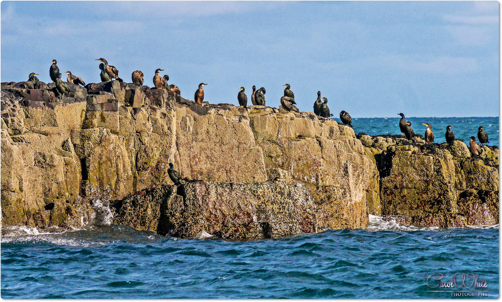 A Cormorant Colony On The Farne Islands by carolmw