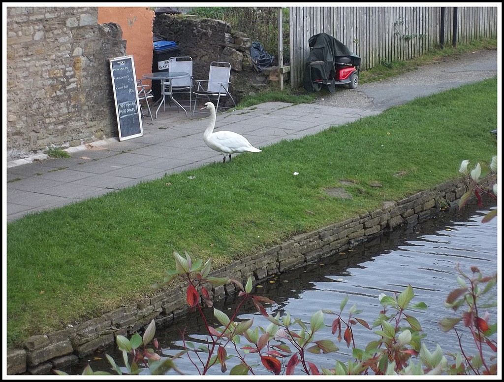 A young swan beside the canal in Rishton. by grace55
