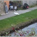 A young swan beside the canal in Rishton. by grace55