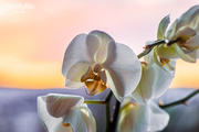6th Nov 2016 - White orchid in sunset