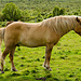 Icelandic horse by elisasaeter