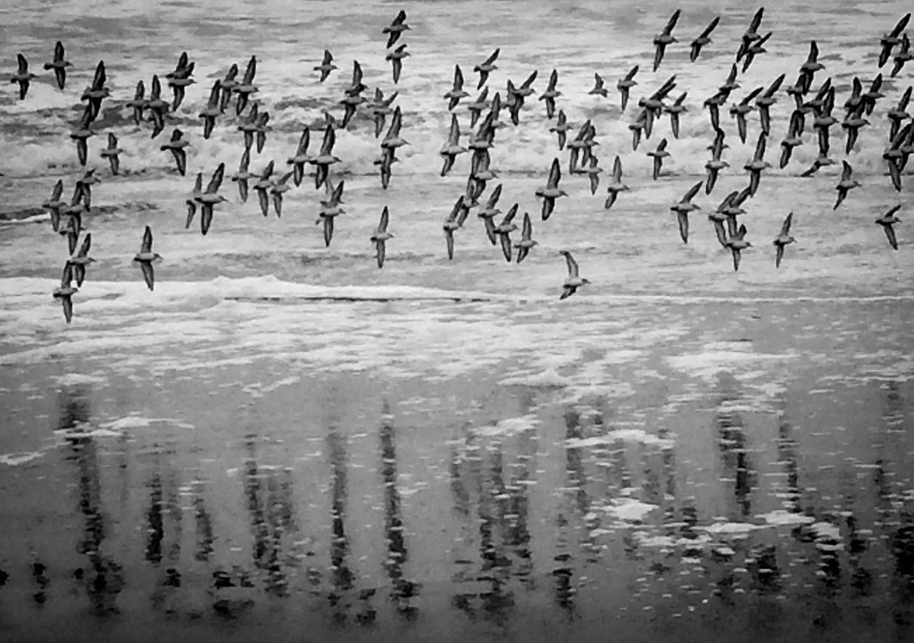 Flying Snowy Plovers iphone  by jgpittenger