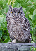6th Nov 2016 - Spotted Eagle Owl