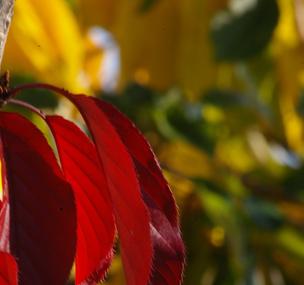 Autumn's Leaf Colours by 30pics4jackiesdiamond