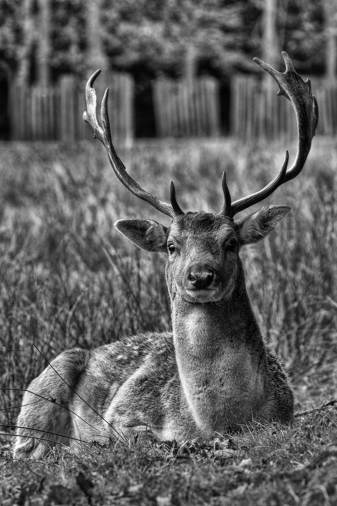 Chillin' Buck. by gamelee