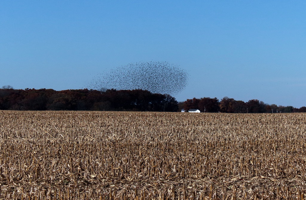 Bird Swarm by randy23
