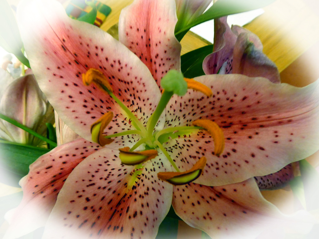 Oriental Lily by cmp