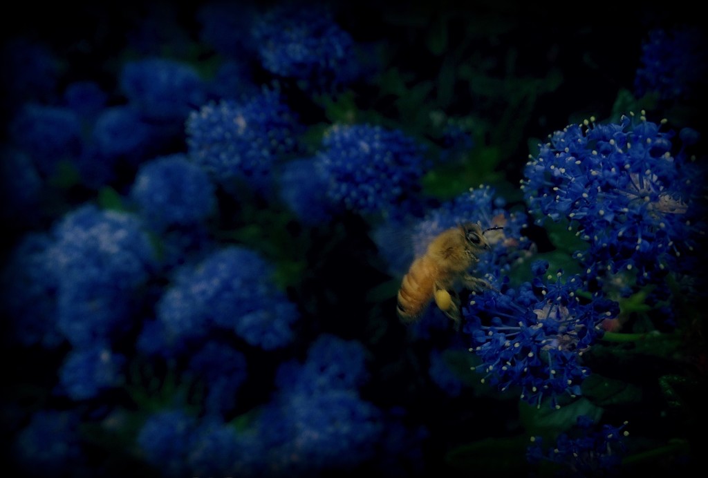 Bees like Blue by maggiemae
