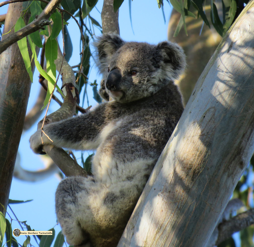 sweet surprise by koalagardens