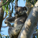 sweet surprise by koalagardens