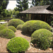 Ipswich Japanese gardens by kerenmcsweeney