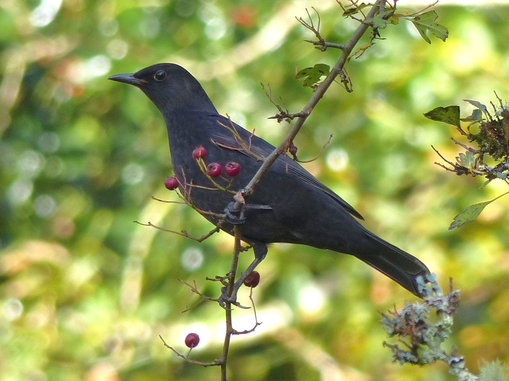 Blackbird and Hawthorne Berries by susiemc