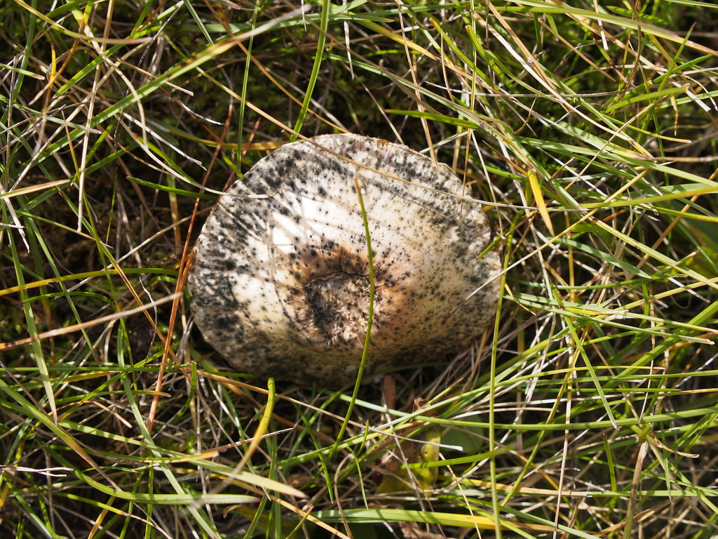 Late Season Mushroom by selkie
