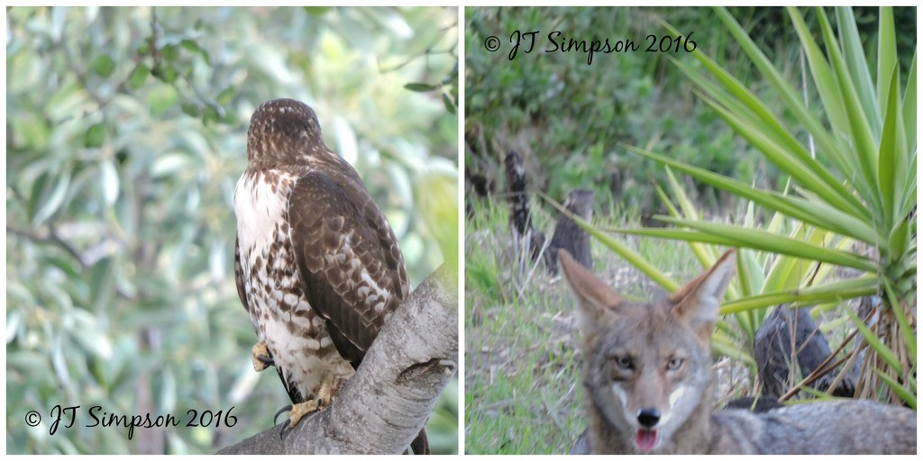 Hawk vs. Coyote Staredown by soylentgreenpics