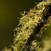 Lichen and Webs! by rickster549