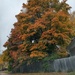 A fine fall tree. by hellie