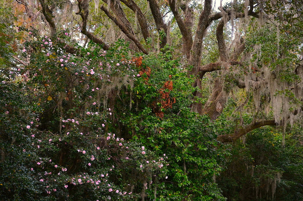 Camellias and live oak, Charleston, SC by congaree