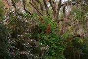 7th Nov 2016 - Camellias and live oak, Charleston, SC