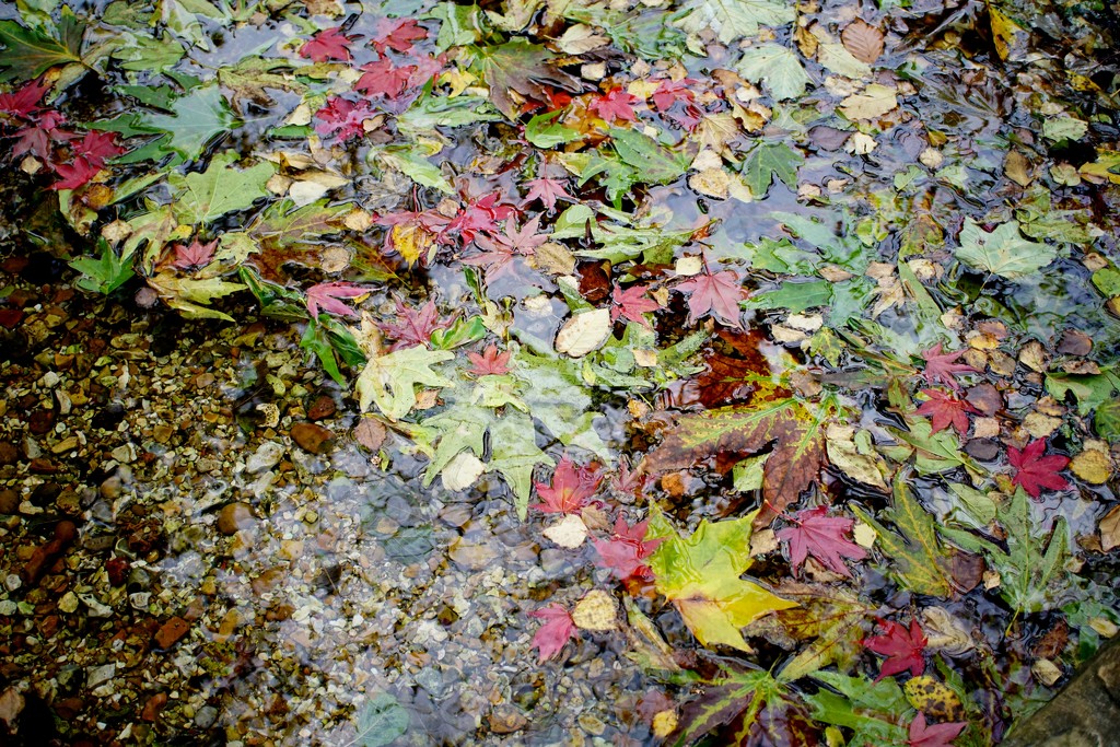 colours of autumn by quietpurplehaze