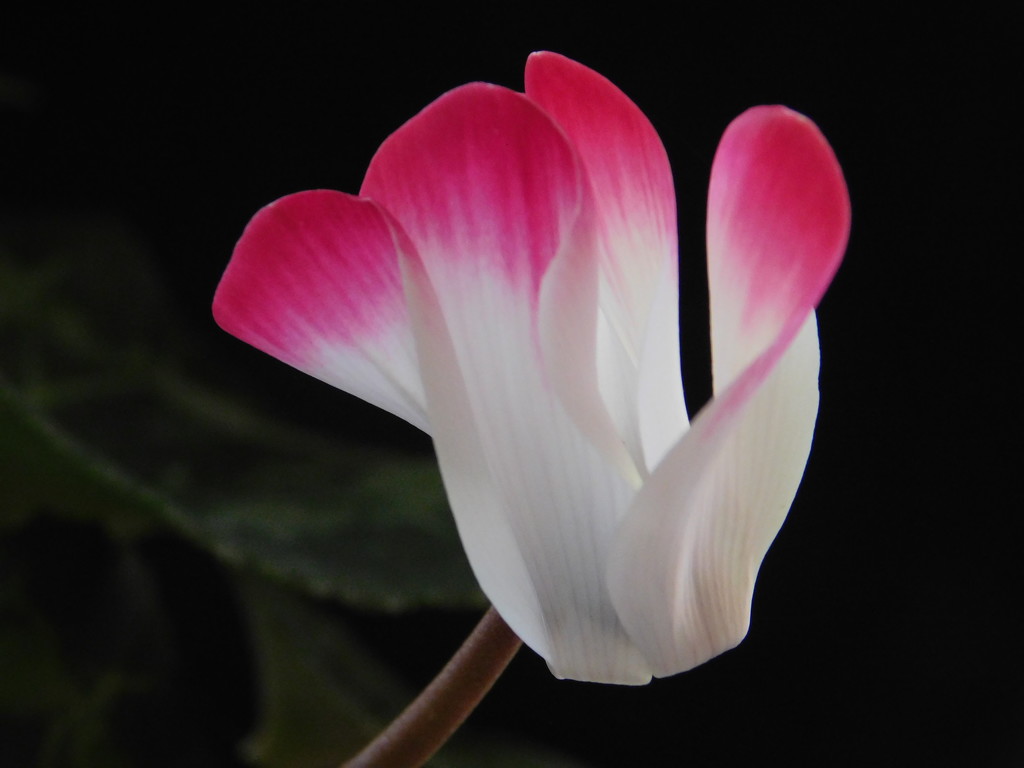  Different Cyclamen by 365anne