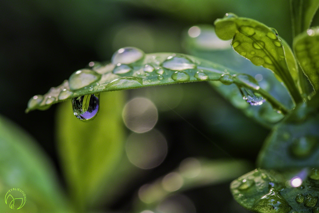 Drips and droplets by evalieutionspics