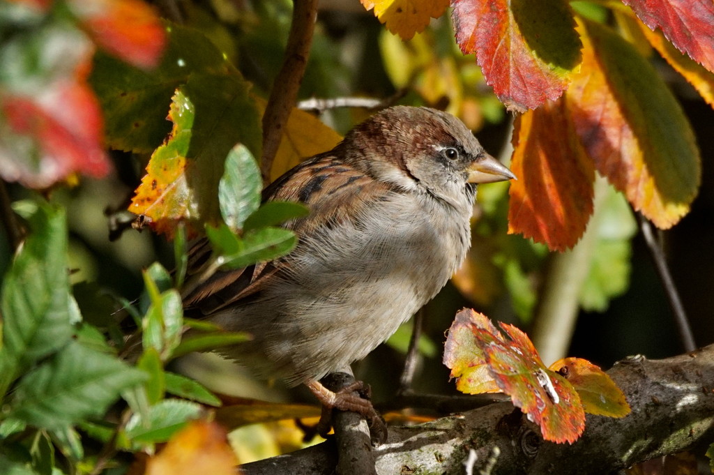 AUTUMNAL SPARROW by markp
