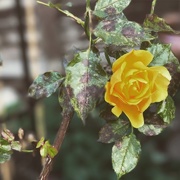 7th Nov 2016 - A Yellow Rose