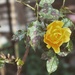 A Yellow Rose by mattjcuk