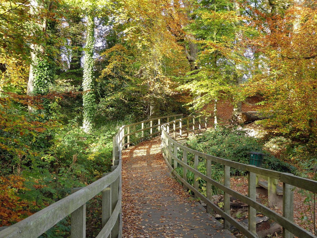 Autumn Woodland by cmp