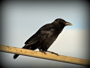 7th Nov 2016 - Old crow