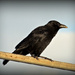 Old crow by rosiekind