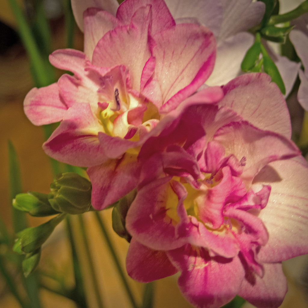 Double Freesia by frequentframes