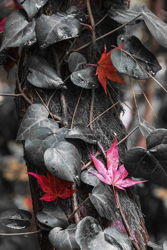 Red Leaves by megpicatilly