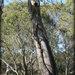 Aboriginal Canoe Tree by cruiser