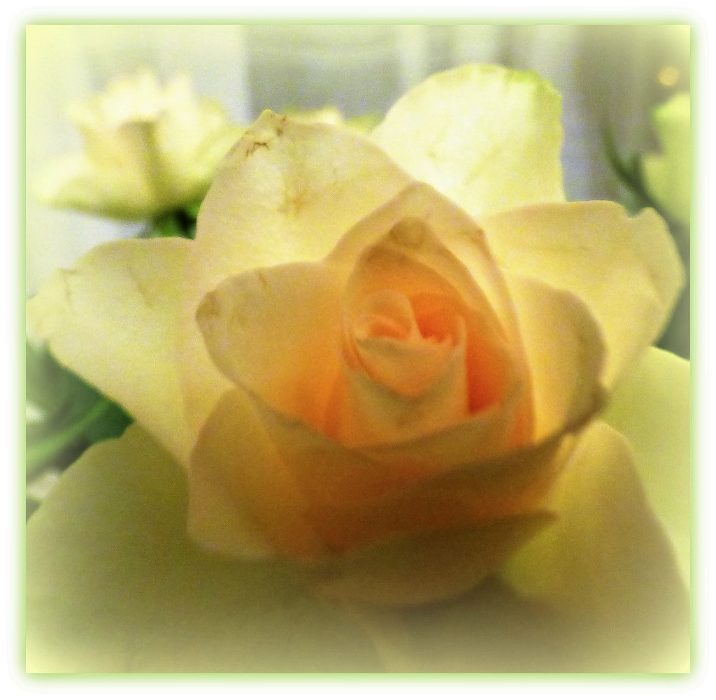 Beautiful Rose  by beryl